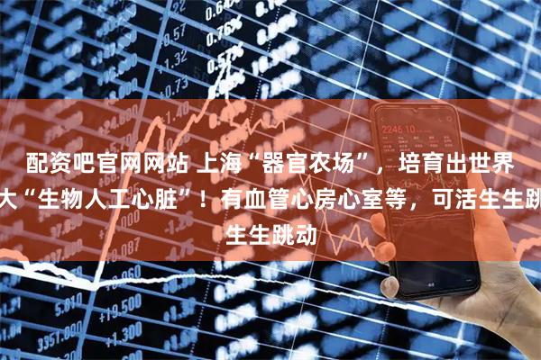 配资吧官网网站 上海“器官农场”，培育出世界最大“生物人工心脏”！有血管心房心室等，可活生生跳动